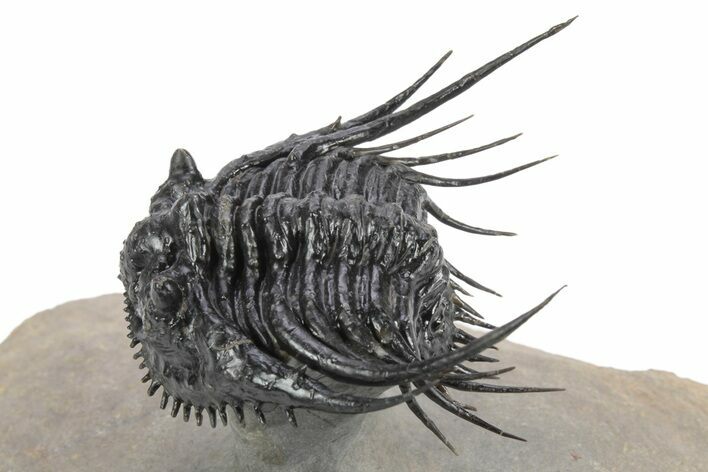 Spiny Leonaspis Trilobite - Amazing Flying Preparation #245565